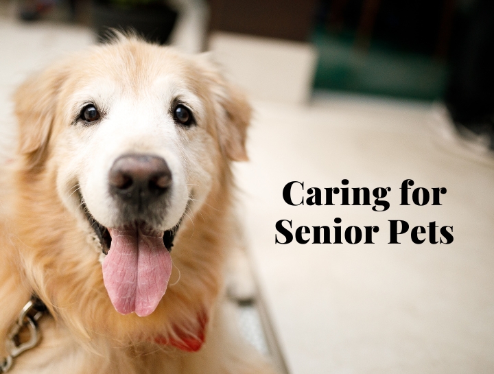 Home | Adobe Pet Hospital
